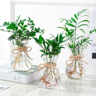 廈門辦公室綠植養(yǎng)護(hù)有什么技巧？